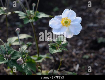 Japanische Anemone × hybrida 'Honorine Jobert Staude Stockfoto