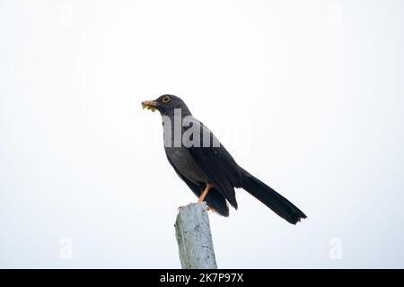 Ein dunkelgrauer Vogel (großer Thrush) hetzt auf einem weißen Stock und hält etwas Frucht im Schnabel Stockfoto