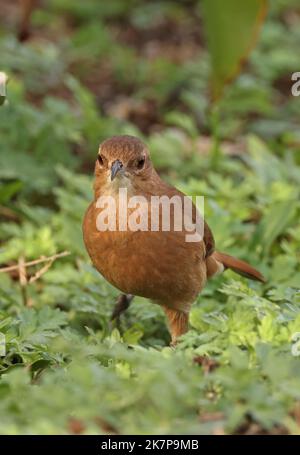 Wilder Hornero (Furnarius rufus) Erwachsener auf dem Boden Sao Paulo, Brasilien. Juli Stockfoto