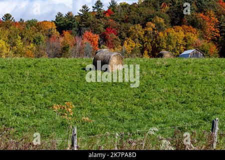 Ein Heuballen sitzt auf einem Feld und wartet auf die Ernte mit der Farm und Herbstblättern im Hintergrund. Stockfoto