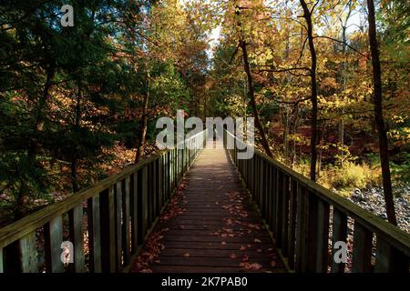 Ein Fotograf fängt ein Kind in einem Kinderwagen über einen langen hölzernen Laufsteg ein, der im Herbst die Linien führt. Stockfoto