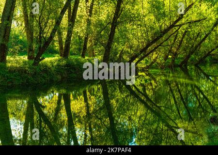 Weidenbäume spiegeln sich im Fluss Sangro in der Flut nach den Frühlingsregen. Nationalpark der abruzzen, latium und molise, abruzzen, italien, europa Stockfoto