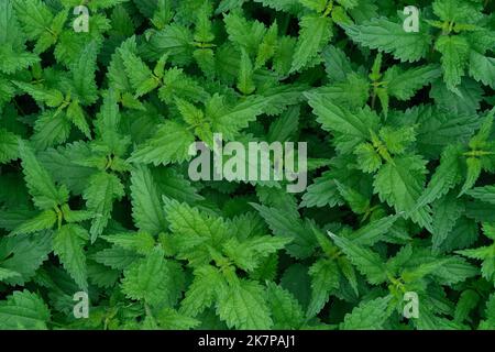 Grüner Hintergrund und Textur von Brennnesselpflanzen. Urtica junge Pflanzen. Textur von urtica-Pflanzen. Draufsicht. Stockfoto