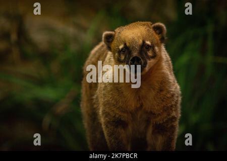 Nasua nasua Tier mit grünen Blättern im Herbst trockenen Tag Stockfoto