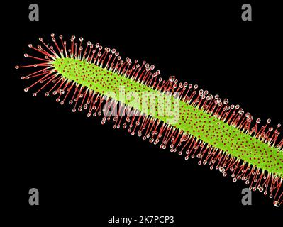 Nahaufnahme einer fleischfressenden Pflanze, Cape Sundaw oder Drosera capensis isoliert auf schwarzem Hintergrund Stockfoto