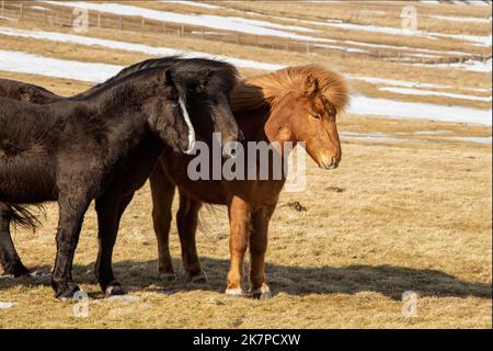 Trio isländischer Pferde im Stand mit dem Rücken zum Wind, Aldeyjarfoss Road, Island Stockfoto