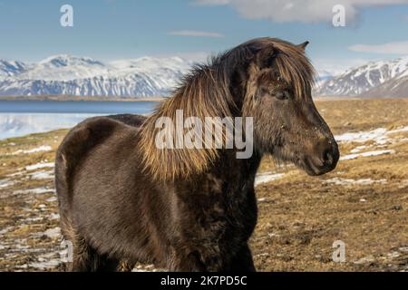 Dunkelbraunes isländisches Pferd mit sonnengebleichter Mähne, Horn Herstar, Halbinsel Sokksnes, Island Stockfoto