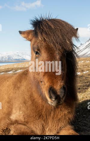 Kastanienfarbenes isländisches Pferd liegt auf einem Feld, Horn Herstar, Halbinsel Stokksnes, Island Stockfoto