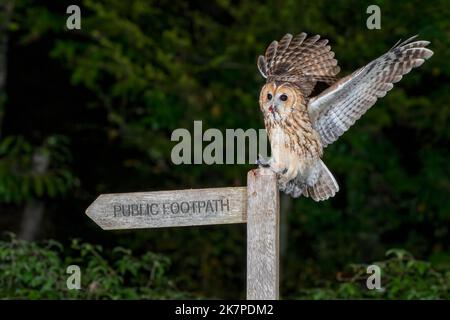 Waldkauz-Strix aluco ernährt sich von der Maus. Stockfoto