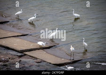 Reiher ernähren sich von den Fischen aus dem Wasser, das aus Kallanai (auch bekannt als Grand Anicut) freigesetzt wurde. Stockfoto