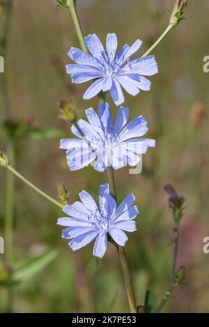 Nahaufnahme von blühenden blauen Zichorien (Cichorium intybus) Stockfoto