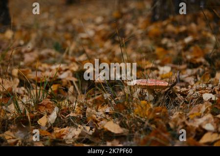 Eine Fliege Agaric wächst im Herbstwald zwischen gefallenen gelben Blättern. Amanita Muscaria Macro Foto. Konzept der Umwelt und Natur des Herbstwaldes Stockfoto