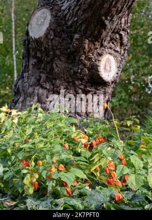 Herbstfarben im Robinson Garden in der RHS Hyde Hall, in der Nähe von Chelmsford, Essex, Großbritannien. Stockfoto