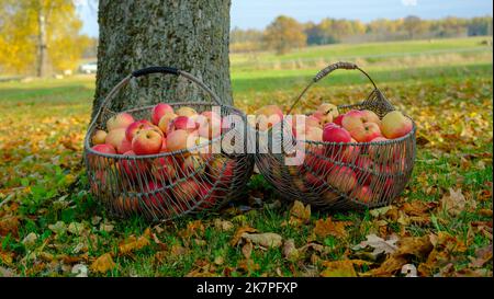 Zwei Korbkörbe aus Metall mit roten Äpfeln auf dem Sommerrasen im Vordergrund in der Nähe des Apfelbaums. Stockfoto