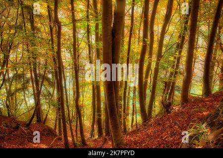 DE - BAVARIA: Herbstlicher Wald oberhalb der Isar bei Bad Tölz, Oberbayern. (HDR-Fotografie von Edmund Nagele FRPS) Stockfoto