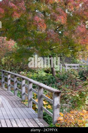 Herbstfarben im Robinson Garden in der RHS Hyde Hall, in der Nähe von Chelmsford, Essex, Großbritannien. Stockfoto