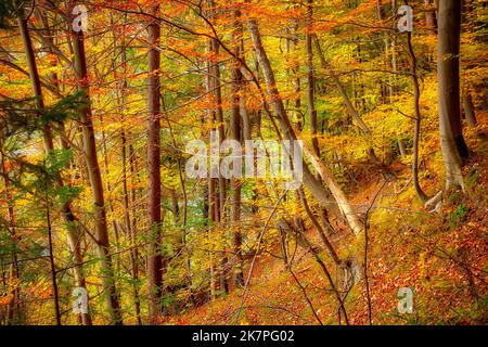 DE - BAVARIA: Herbstlicher Wald oberhalb der Isar bei Bad Tölz, Oberbayern. (HDR-Fotografie von Edmund Nagele FRPS) Stockfoto