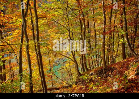 DE - BAVARIA: Herbstlicher Wald oberhalb der Isar bei Bad Tölz, Oberbayern. (HDR-Fotografie von Edmund Nagele FRPS) Stockfoto