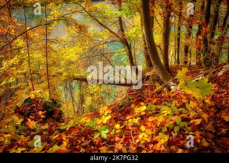 DE - BAVARIA: Herbstlicher Wald oberhalb der Isar bei Bad Tölz, Oberbayern. (HDR-Fotografie von Edmund Nagele FRPS) Stockfoto