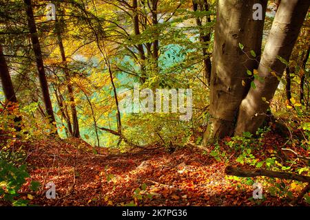 DE - BAVARIA: Herbstlicher Wald oberhalb der Isar bei Bad Tölz, Oberbayern Stockfoto