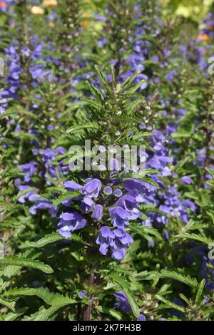 Moldawischer Libelle (Dracocephalum moldavica) im Garten. Stockfoto