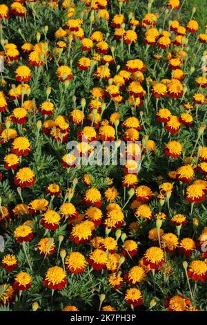 Französische Ringelblume (Tagetes patula 'Tiger Eyes') im Garten. Stockfoto