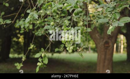 Unreife Äpfel auf einem Baum, grüne Früchte hängen an einem Ast und wiegen sich im Wind. Nahaufnahme. Stockfoto