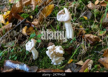 Helvella crispa, ein Pilz mit einer unregelmäßig geformten weißen Kappe, der im Herbst in Surrey, England, im Wald wächst Stockfoto