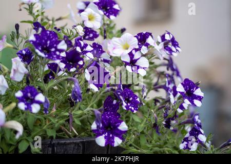 Eine Nahaufnahme einer Vase mit einer violetten Blume Stockfoto