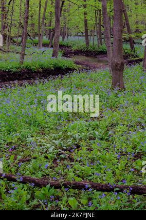 Virginia Bluebells (Mertensia virginica) und andere ephemerals im Frühjahr füllen den Waldboden entlang des Lily Cache Creek, Nature Preserve, will County, IL Stockfoto