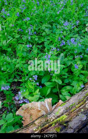 Virginia Bluebells (Mertensia virginica) und Schelfpilze - Dryaden Sattel auf einer Blockfarbe der Waldboden in einem Naturschutzgebiet in will County, Illinois Stockfoto