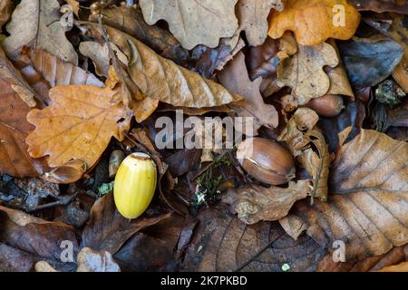 Farnham Common, Buckinghamshire, Großbritannien. 18.. Oktober 2022. Eicheln auf dem Waldboden. Es war ein schöner warmer und sonniger Tag, heute herbstlich in den Wäldern von Burnham Beeches. Wetterprognosen sagen voraus, dass eine afrikanische Plume im Laufe dieses Monats Großbritannien treffen könnte, was weiteres warmes Wetter und höhere Temperaturen als üblich für diese Jahreszeit bringen würde. Quelle: Maureen McLean/Alamy Live News Stockfoto