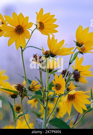 Ashige Sonnenblumen (Heliantus mollis) dominieren den Himmel in Goose Lake State Pririe, Grundy County, Illinois Stockfoto