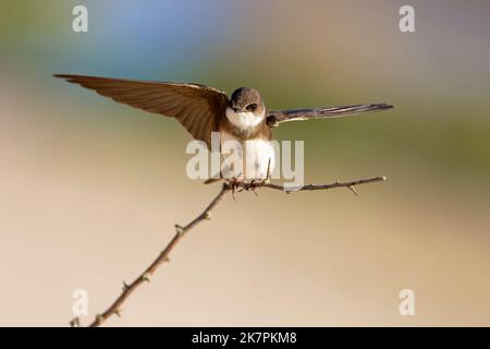 Sand martin (riparia riparia) entlang der Sanddünen, wo die Kolonie nisten. Baie du mont Saint Michel, Manche, Normandie, Frankreich. Stockfoto