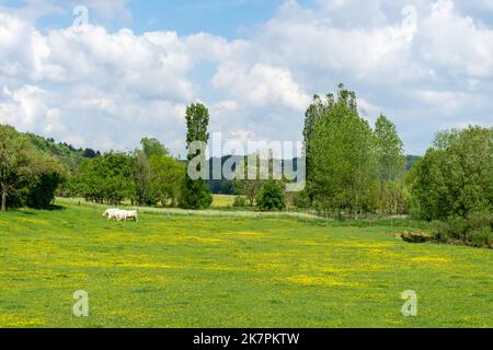 Grasende Kühe auf der grünen Wiese Stockfoto