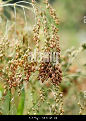 Goldene Hirse wächst auf dem Feld - Makro Stockfoto