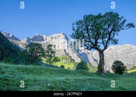 Die Morgenwände des Karwendelgebirges - Wände der Spritzkar-spitze und Grubenkar-spitze von enger Tall - Grosser Ahornboden-Walley. Stockfoto