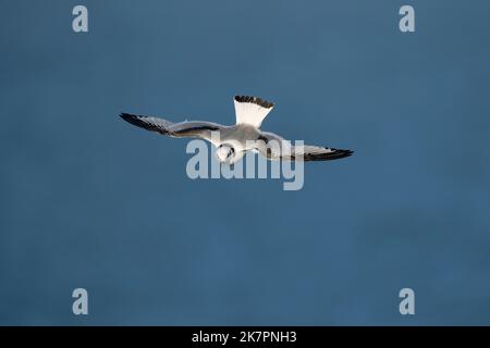 Kittiwake Rissa tridactyla, ein juveniler gefiederter Vogel im Flug während starker Windaufwinde neben Klippen, die Details des Gefieders enthüllen, Yorkshire, Großbritannien, Augus Stockfoto