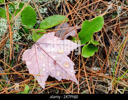 Regentropfen Pool auf der Rückseite eines Ahornblattes im Hiawatha National Forest in Alger County, Michigan Stockfoto