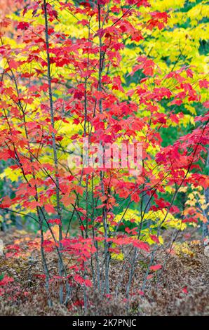 In einer Waldplantage im Hiawatha National Forest in Alger County, Michigan, werden Ahornknödel zwischen Kiefern rot und gelb Stockfoto