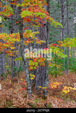 In einem Plantagenwald im Hiawatha National Forest in Alger County, Michigan, wachsen Ahornknödel zwischen Kiefern Stockfoto