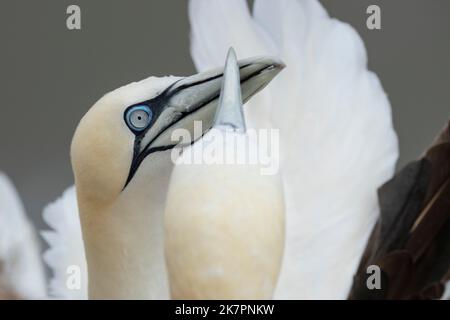 Nördlicher Gannet Morus bassanus, zwei Erwachsene Vögel, die sich am Rande einer Klippe verbinden und ihren mächtigen Schnabel berühren, Yorkshire, Großbritannien, August Stockfoto