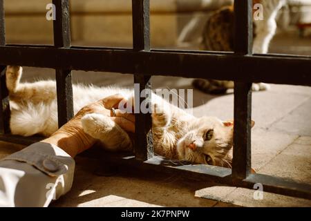 Niedliche rote Katze liegt auf einer Straße der Altstadt von Dubrovnik, Kroatien. Porträt einer Straßenkatze. Stockfoto
