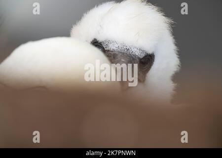 Northern Gannet Morus Bassanus, ein einzelnes Küken blickt über seine Eltern und gibt dem Fotografen einen neugierigen Blick von seinem Clifftop Nest, Yorkshire Stockfoto