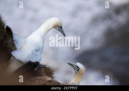 Nördlicher Gannet Morus bassanus, zwei Vögel schauen einander hat potenzielle Gefährten für die nächste Brutsaison, Yorkshire, Großbritannien, August Stockfoto