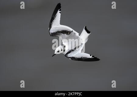 Kittiwake Rissa tridactyla, ein juveniler gefiederter Vogel im Flug bei starkem Wind in der Nähe von Klippen, Yorkshire, Großbritannien, August Stockfoto