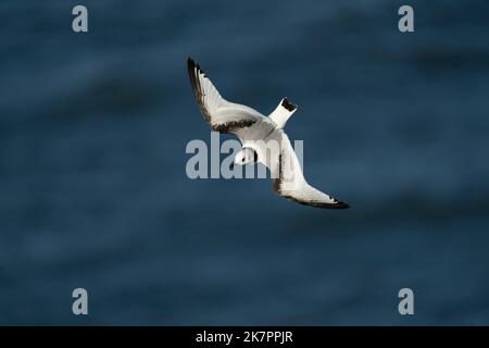 Kittiwake Rissa tridactyla, ein juveniler gefiederter Vogel im Flug bei starkem Wind in der Nähe von Klippen, Yorkshire, Großbritannien, August Stockfoto