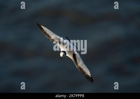 Kittiwake Rissa tridactyla, ein juveniler gefiederter Vogel im Flug bei starkem Wind in der Nähe von Klippen, Yorkshire, Großbritannien, August Stockfoto