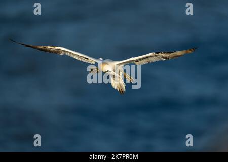 Nördlicher Gannet Morus bassanus, ein 4.-jähriger Vogel im Flug, der Windwinde benutzte, während er gegen ein dunkles Meer aufsetzte, Yorkshire, Großbritannien, August Stockfoto