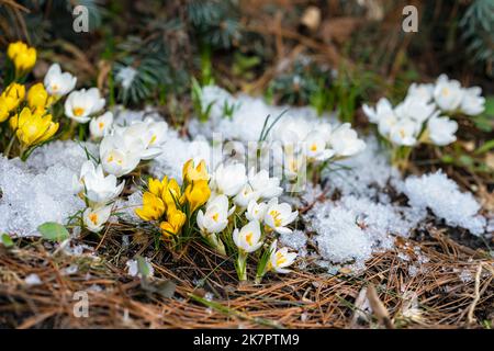 Erste zarte Primeln. Blühende Krokusse aus nächster Nähe im Wald, Frühlingsblumen im Schnee Stockfoto